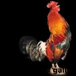 PIDEME PERDON