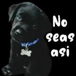 amor