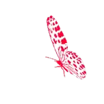 Blumen und Schmetterlinge🦋