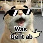 Katzen