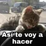 Gatitos para responder