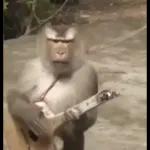 Monkeys
                            Get buck