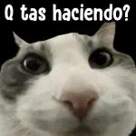 Que estás haciendo?