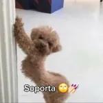 Soporta