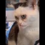 Look of disapproval