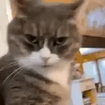 valla 