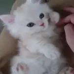 Video Cats