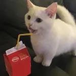 골드브라운 토피넛 라떼