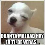 si a huevo si si si a huevo si a huevo si