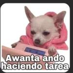 amor es amooor