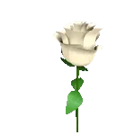 Rosy 