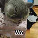 Katzen