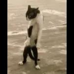 Videocats