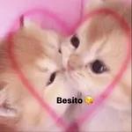 Los Betos Pack 1