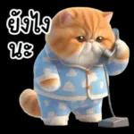 แมวขี้โมโหในชุดนอนสีอ่อน