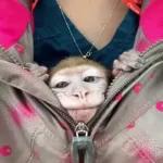 Monkeys
                            Get buck