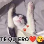 gatitos