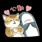 鯊魚貓咪 2