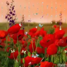 No text found