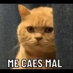 gaticos