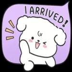 Chubby cute dog