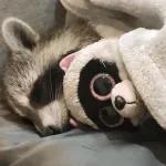 mira, es un mapache🦝