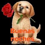 Amor