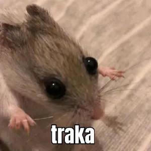 rkWD2v