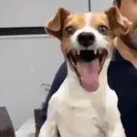 Cara de perro gracioso