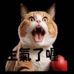拳擊貓咪的日常喔喔叫