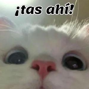 SNOMtt