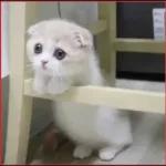 nooo