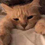 kucing ngambek 