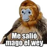 monos lokos