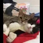 Video Cats