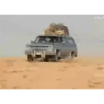 The camel is walking in the desert.