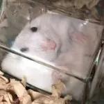 Hamsters
