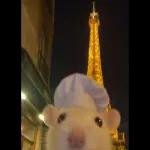 ratas y hamster