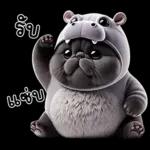 แมวดำ ฮิปโปแคระ