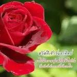 ดอกกุหลาบ🌹🌹