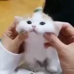 Videocats