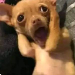 oh my dog - getsticker.com