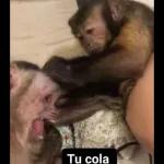 monito 