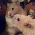 Hamsters