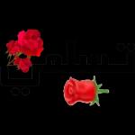 هاتي البوسه