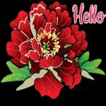 Hello