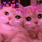 Gatitos que mejoran tu mood Instal@guf_gufy