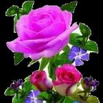 flores