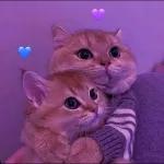 amor