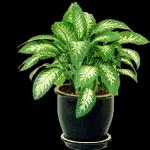 Good Morning... Blessings!